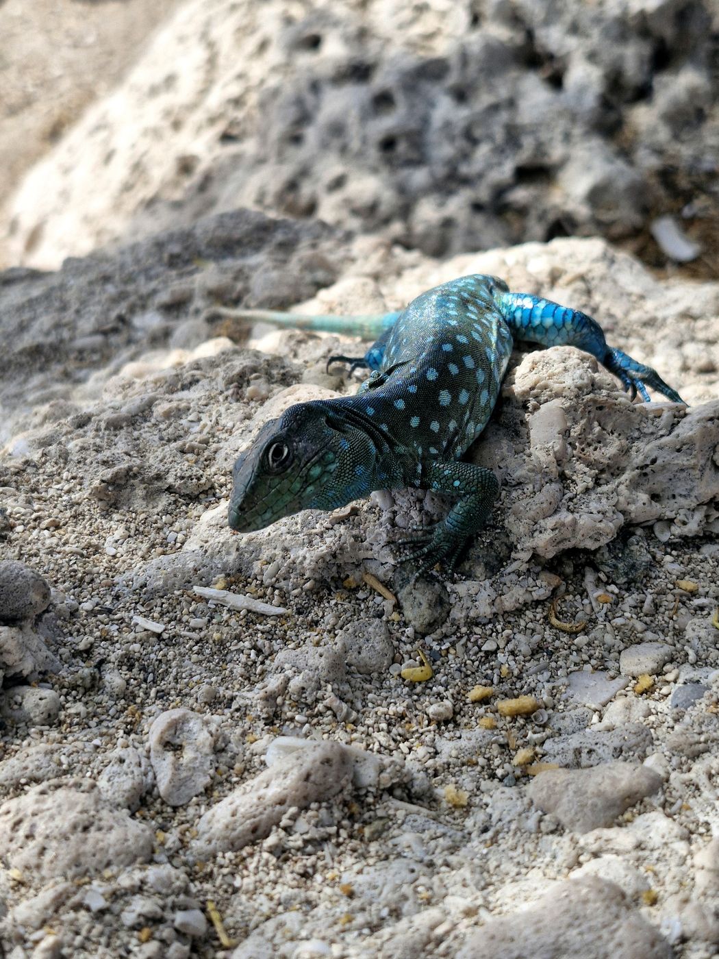 A cododo lizard at Tres Trapi, Noord, Aruba