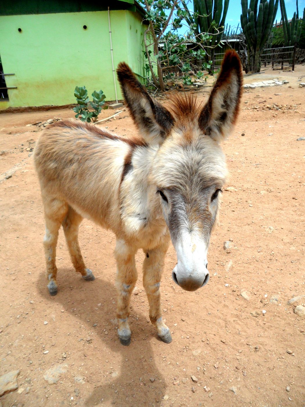 Donkey Sanctuary Aruba, Santa Lucia