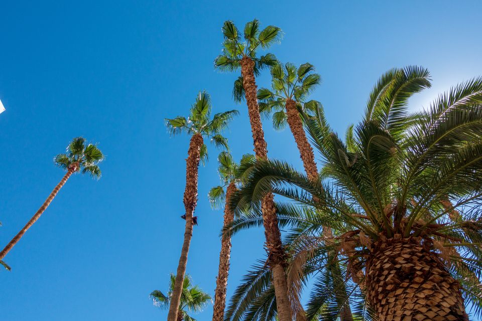 Palms and a hotel volume seen from below against the sky, Aruba