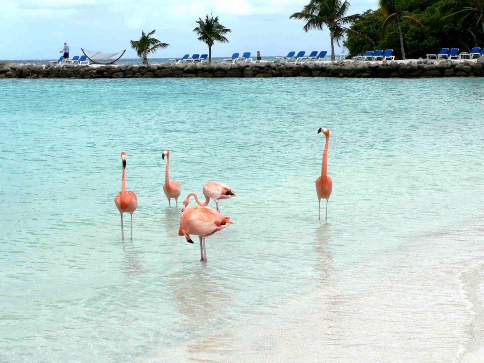 Flamingos in shallow water, Aruba