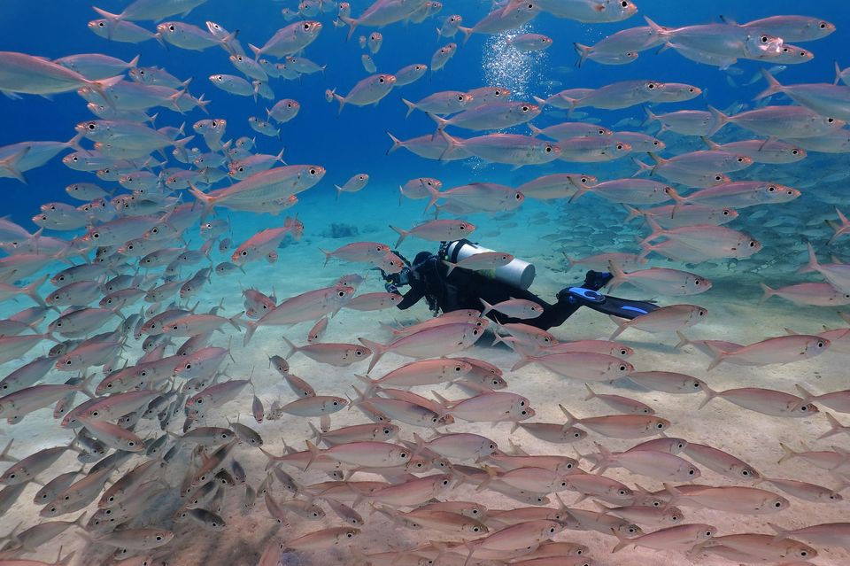 A school of fish in shallow Caribbean water