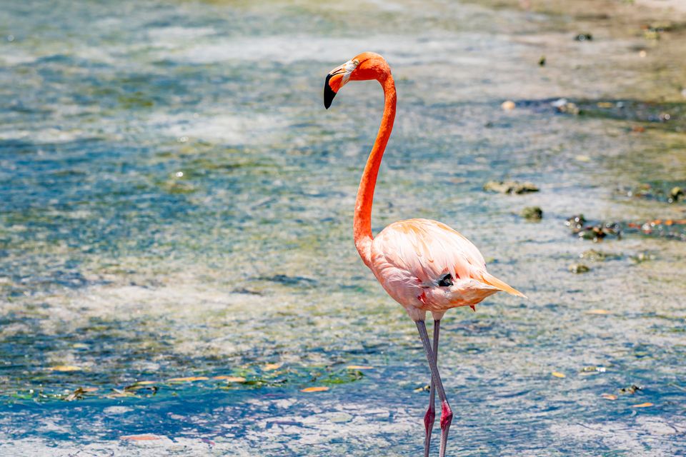 Flamingos on the beach in Aruba