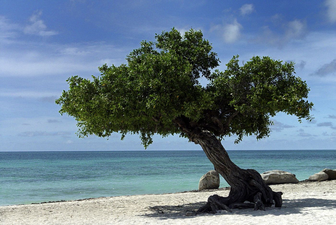 A fofoti tree bent by the trade wind on the sand of Eagle Beach, Aruba