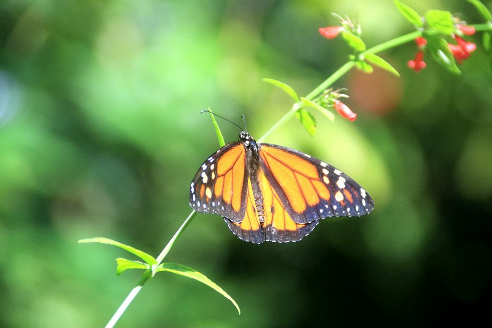 The Butterfly Farm, Aruba
