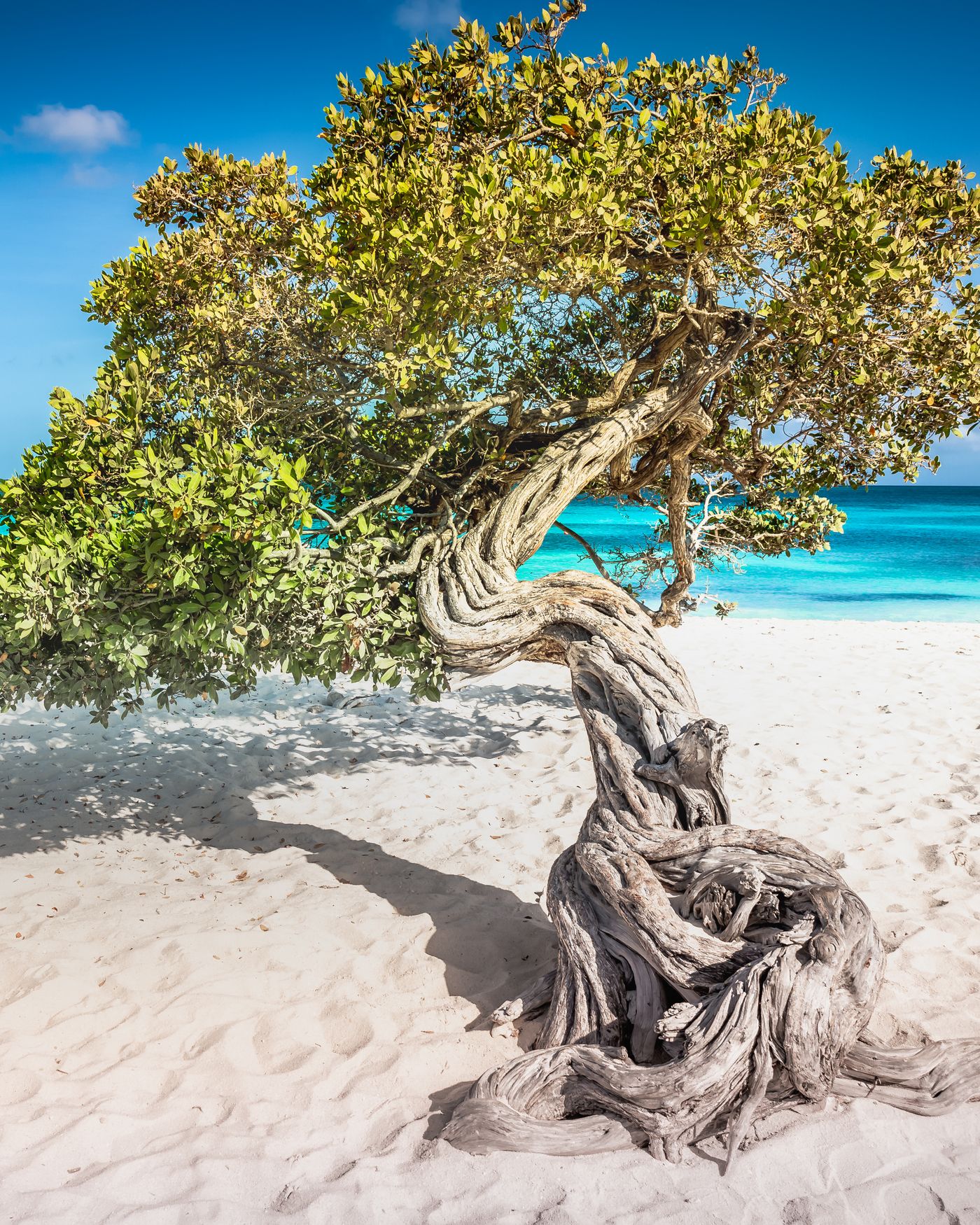A fofoti tree on the white sand of Eagle Beach under hard midday sun
