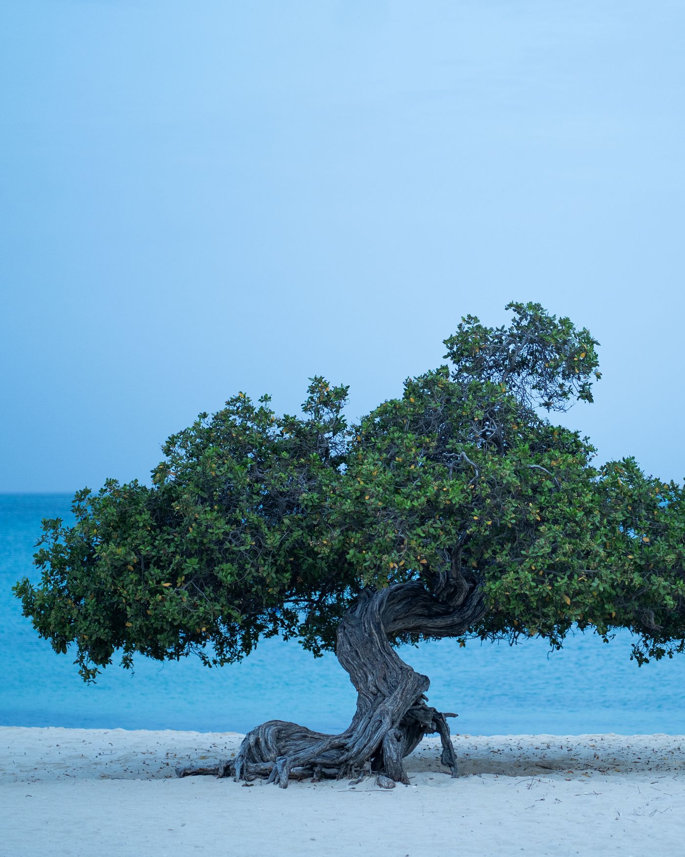A fofoti tree on Eagle Beach against a soft hazy sky over flat water